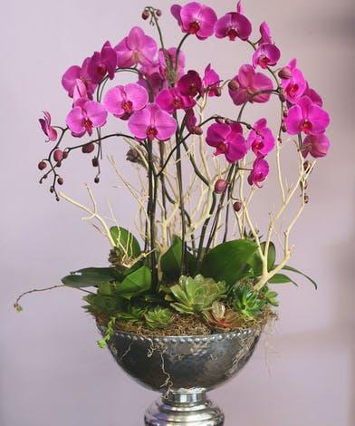 Amazing 6 Stems Orchids Planter - Click Image to Close